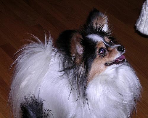 https://images.dog.ceo/breeds/papillon/n02086910_7698.jpg