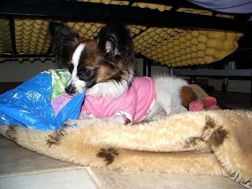 https://images.dog.ceo/breeds/papillon/n02086910_7752.jpg