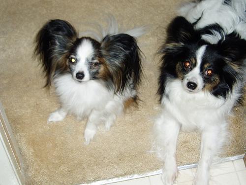 https://images.dog.ceo/breeds/papillon/n02086910_7766.jpg