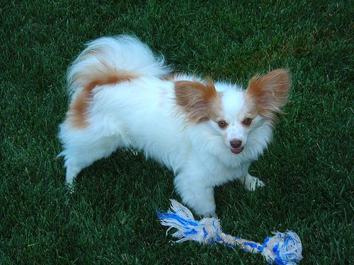 https://images.dog.ceo/breeds/papillon/n02086910_7837.jpg