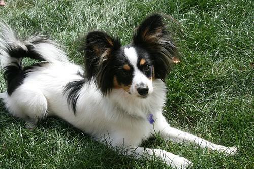 https://images.dog.ceo/breeds/papillon/n02086910_7857.jpg