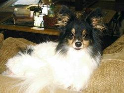 https://images.dog.ceo/breeds/papillon/n02086910_7868.jpg