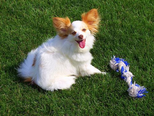 https://images.dog.ceo/breeds/papillon/n02086910_7909.jpg