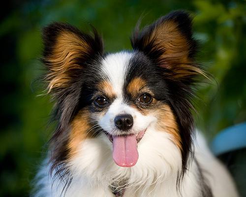 https://images.dog.ceo/breeds/papillon/n02086910_7949.jpg