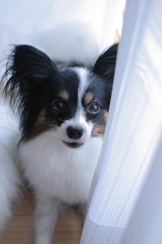 https://images.dog.ceo/breeds/papillon/n02086910_7998.jpg