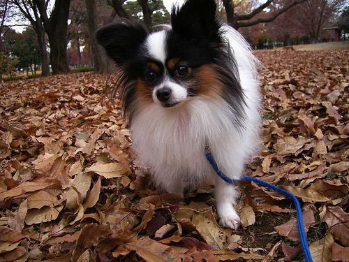 https://images.dog.ceo/breeds/papillon/n02086910_7999.jpg