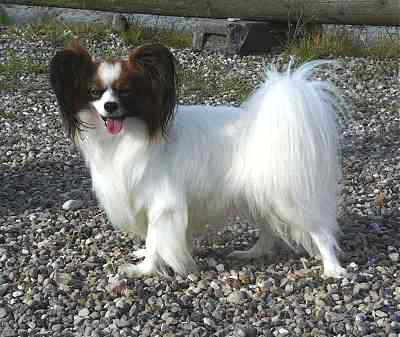 https://images.dog.ceo/breeds/papillon/n02086910_8120.jpg