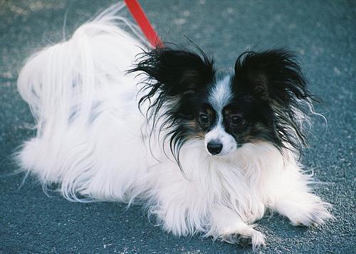 https://images.dog.ceo/breeds/papillon/n02086910_8194.jpg