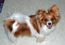 https://images.dog.ceo/breeds/papillon/n02086910_8209.jpg