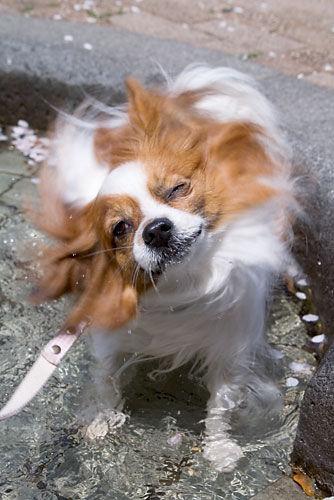 https://images.dog.ceo/breeds/papillon/n02086910_8241.jpg