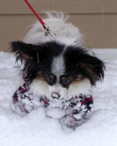 https://images.dog.ceo/breeds/papillon/n02086910_8342.jpg