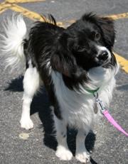 https://images.dog.ceo/breeds/papillon/n02086910_8354.jpg