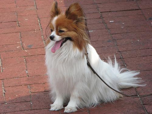 https://images.dog.ceo/breeds/papillon/n02086910_8590.jpg