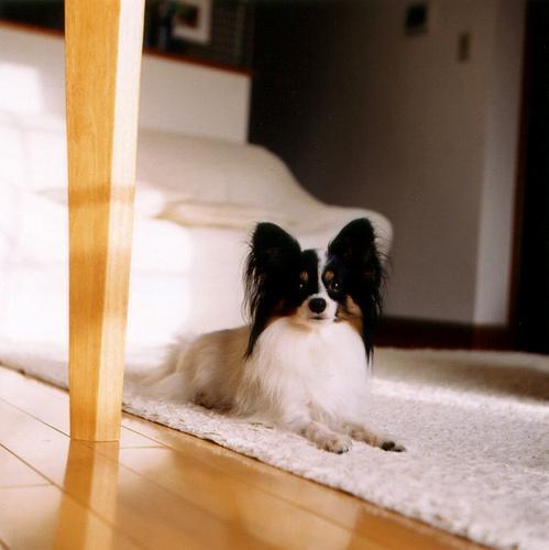 https://images.dog.ceo/breeds/papillon/n02086910_8606.jpg