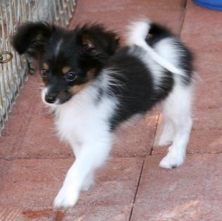 https://images.dog.ceo/breeds/papillon/n02086910_8613.jpg