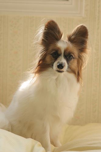 https://images.dog.ceo/breeds/papillon/n02086910_862.jpg