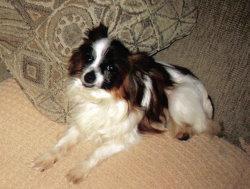 https://images.dog.ceo/breeds/papillon/n02086910_8872.jpg