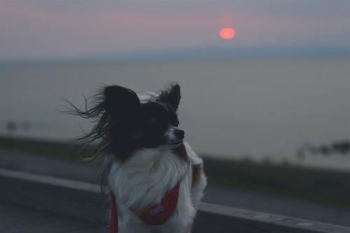 https://images.dog.ceo/breeds/papillon/n02086910_9000.jpg