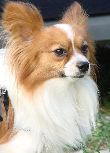 https://images.dog.ceo/breeds/papillon/n02086910_9041.jpg