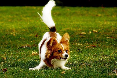 https://images.dog.ceo/breeds/papillon/n02086910_9056.jpg