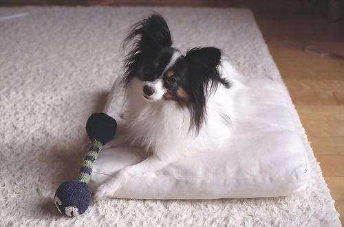 https://images.dog.ceo/breeds/papillon/n02086910_9084.jpg