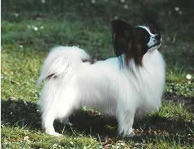 https://images.dog.ceo/breeds/papillon/n02086910_9128.jpg