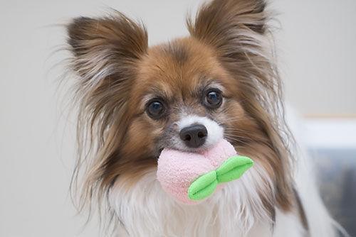 https://images.dog.ceo/breeds/papillon/n02086910_9296.jpg