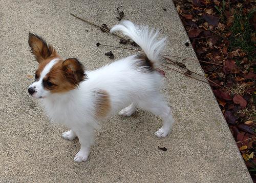 https://images.dog.ceo/breeds/papillon/n02086910_9317.jpg