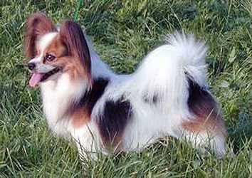 https://images.dog.ceo/breeds/papillon/n02086910_933.jpg