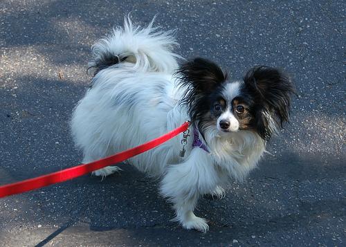 https://images.dog.ceo/breeds/papillon/n02086910_9355.jpg