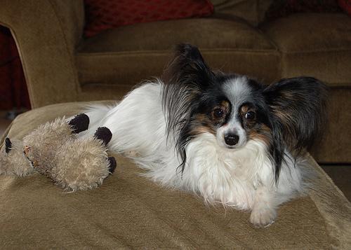 https://images.dog.ceo/breeds/papillon/n02086910_9408.jpg