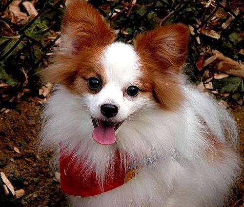 https://images.dog.ceo/breeds/papillon/n02086910_9527.jpg