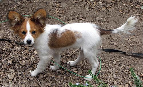 https://images.dog.ceo/breeds/papillon/n02086910_9579.jpg