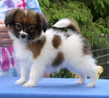 https://images.dog.ceo/breeds/papillon/n02086910_9710.jpg