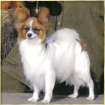 https://images.dog.ceo/breeds/papillon/n02086910_9883.jpg