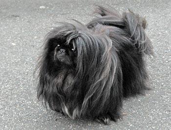 https://images.dog.ceo/breeds/pekinese/n02086079_10159.jpg