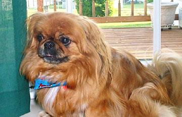 https://images.dog.ceo/breeds/pekinese/n02086079_10294.jpg