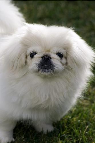 https://images.dog.ceo/breeds/pekinese/n02086079_10600.jpg