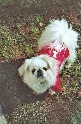 https://images.dog.ceo/breeds/pekinese/n02086079_10613.jpg