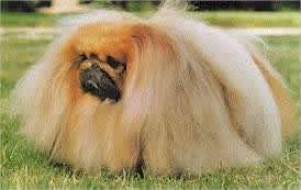 https://images.dog.ceo/breeds/pekinese/n02086079_10721.jpg