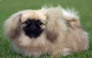 https://images.dog.ceo/breeds/pekinese/n02086079_10932.jpg