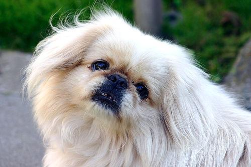 https://images.dog.ceo/breeds/pekinese/n02086079_11089.jpg