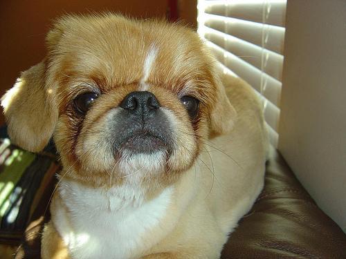 https://images.dog.ceo/breeds/pekinese/n02086079_11322.jpg