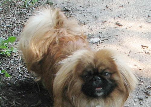 https://images.dog.ceo/breeds/pekinese/n02086079_11420.jpg