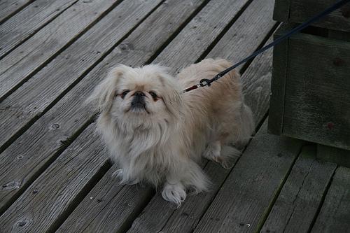 https://images.dog.ceo/breeds/pekinese/n02086079_11511.jpg