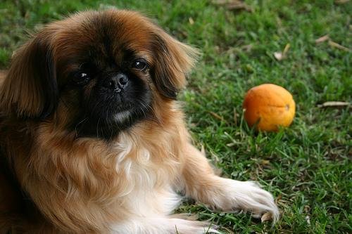 https://images.dog.ceo/breeds/pekinese/n02086079_11664.jpg