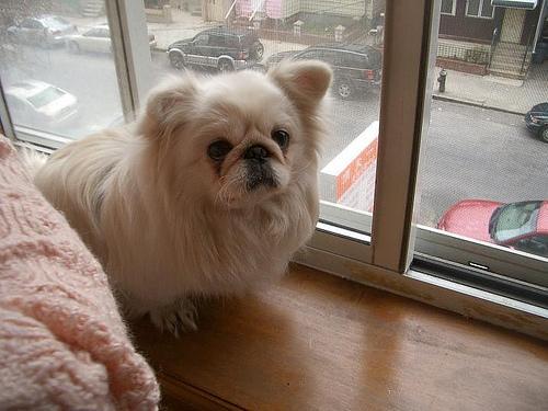 https://images.dog.ceo/breeds/pekinese/n02086079_11679.jpg