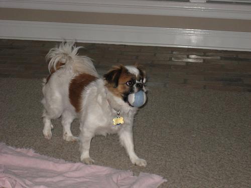 https://images.dog.ceo/breeds/pekinese/n02086079_13024.jpg