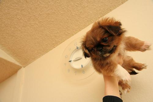 https://images.dog.ceo/breeds/pekinese/n02086079_14208.jpg