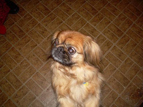 https://images.dog.ceo/breeds/pekinese/n02086079_1451.jpg